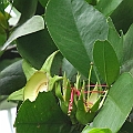 Sonneratia gulngai